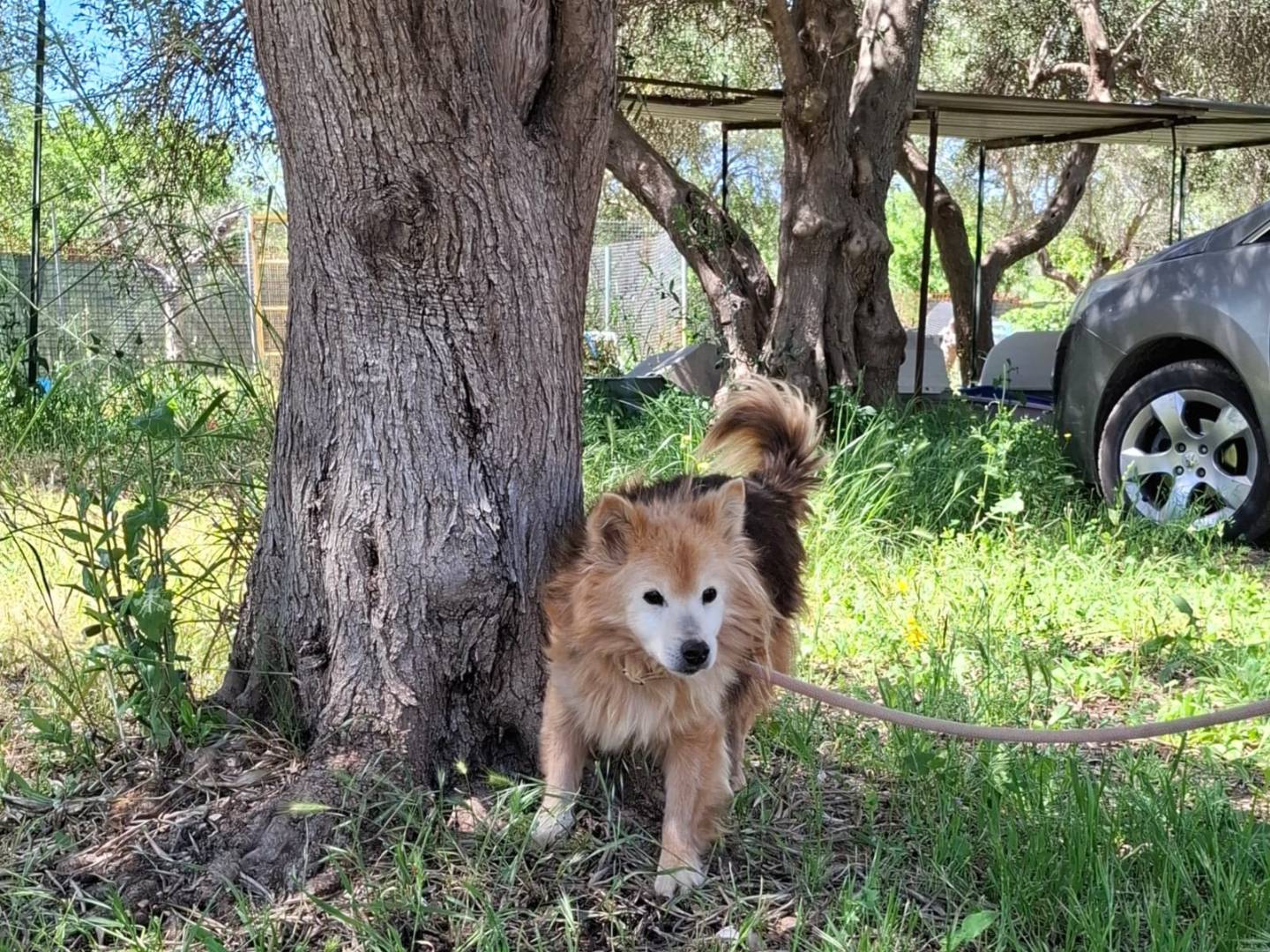 Adotta il cane Nonno Ciccio a Milano