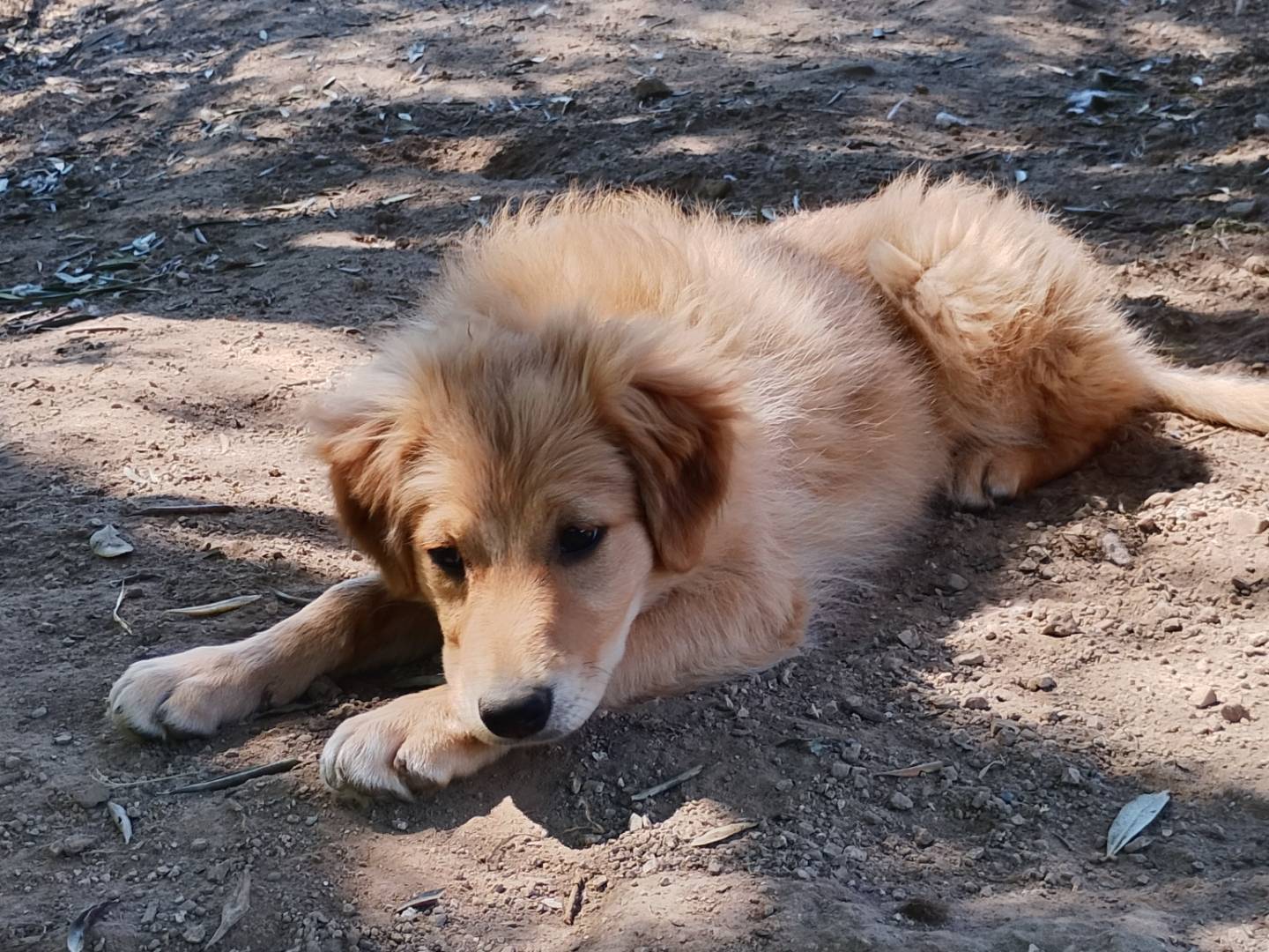 Vuoi adottare un cane a Frosinone?