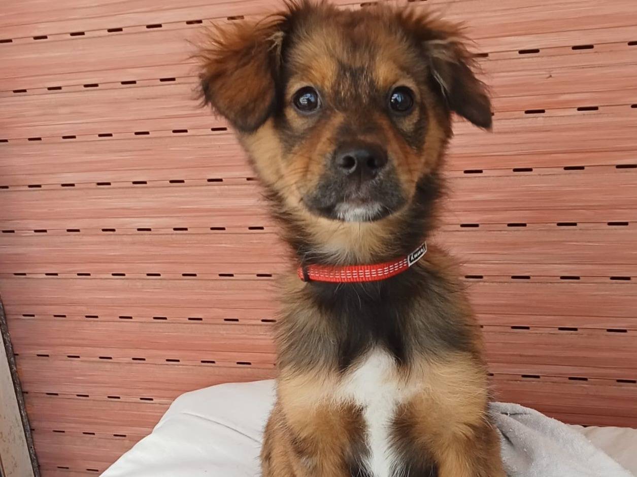Adozione cane, maschio, Razza sconosciuta Razza sconosciuta, 4 mesi, taglia media contenuta, Varese