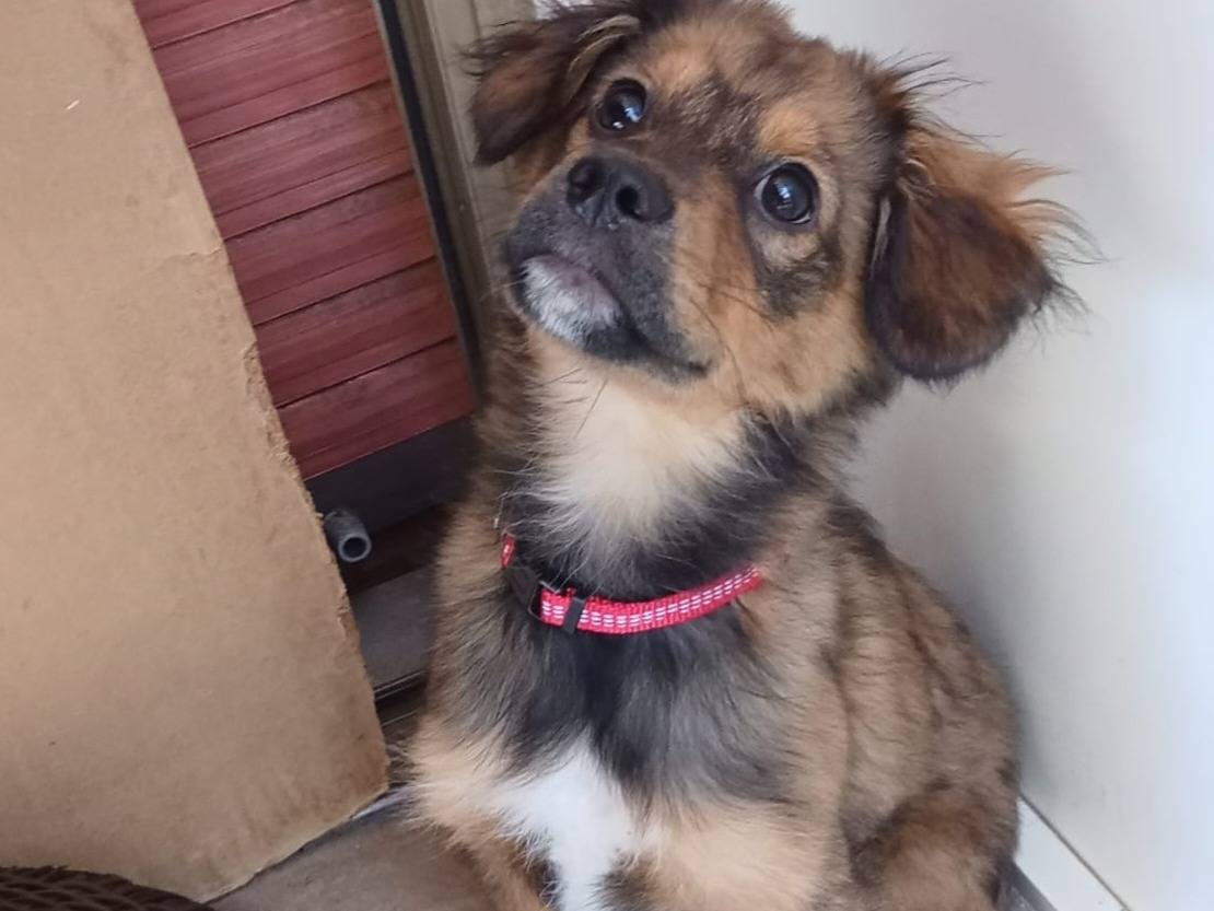 Adotta un cane, maschio, 4 mesi, Varese