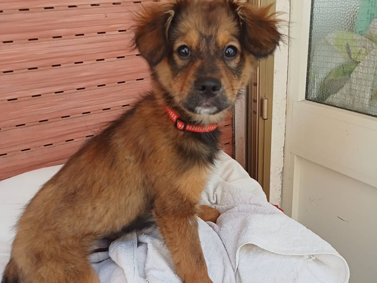 Adotta un cane, taglia media contenuta, maschio, Varese