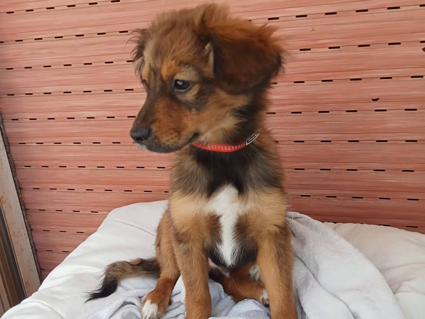 Vuoi adottare un cane a Varese?