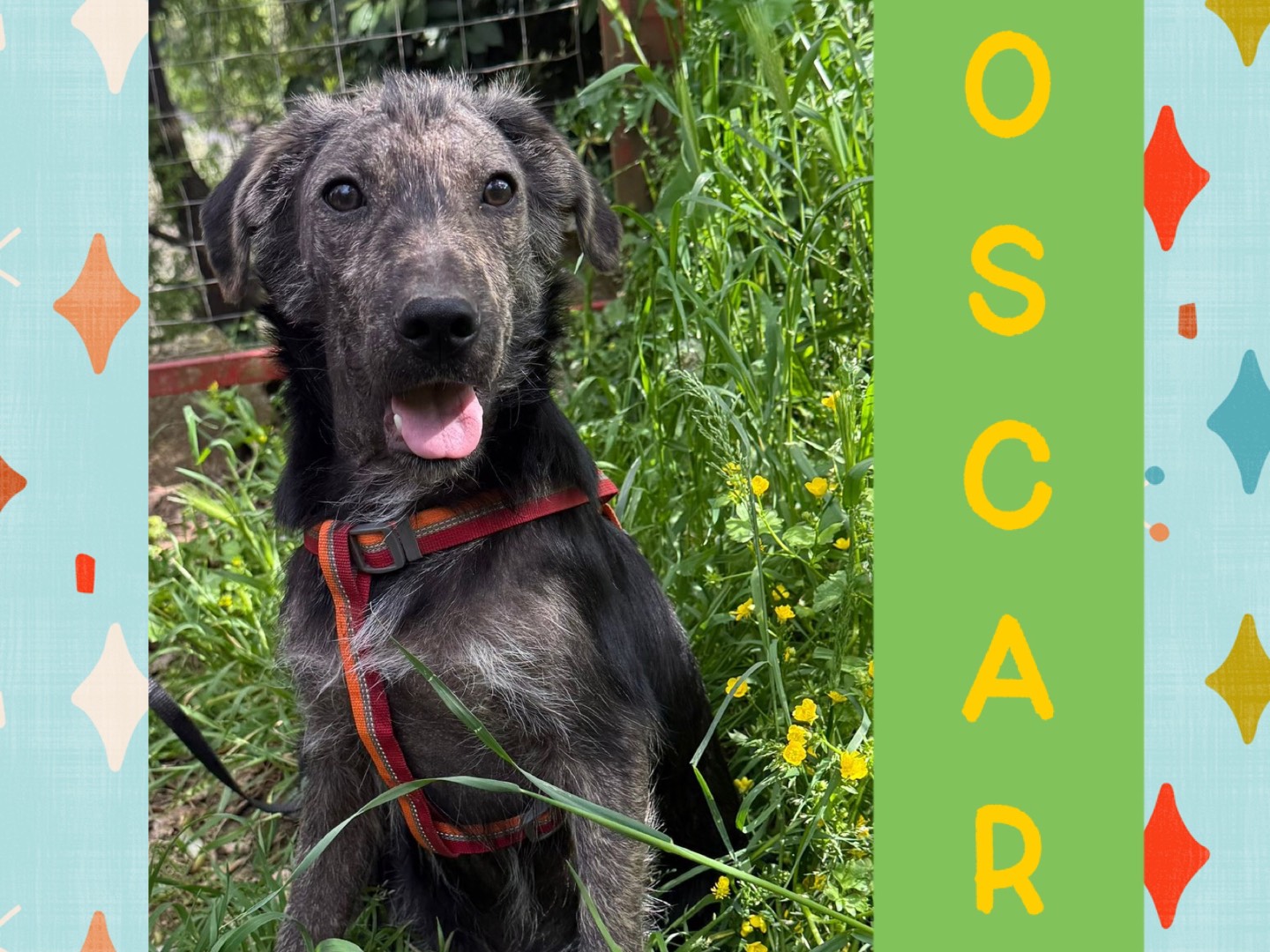 Adozione cane, maschio, Razza sconosciuta Razza sconosciuta, 4 mesi, taglia media, Catanzaro