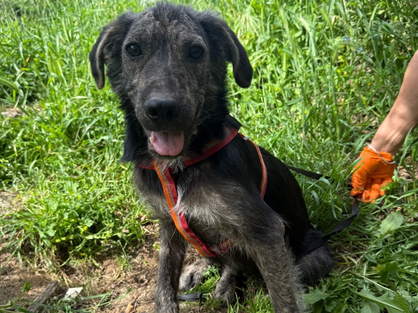 Adotta un cane, taglia media, maschio, Catanzaro
