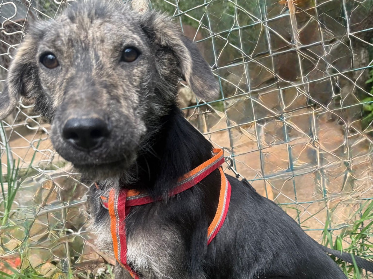 Vuoi adottare un cane a Catanzaro?