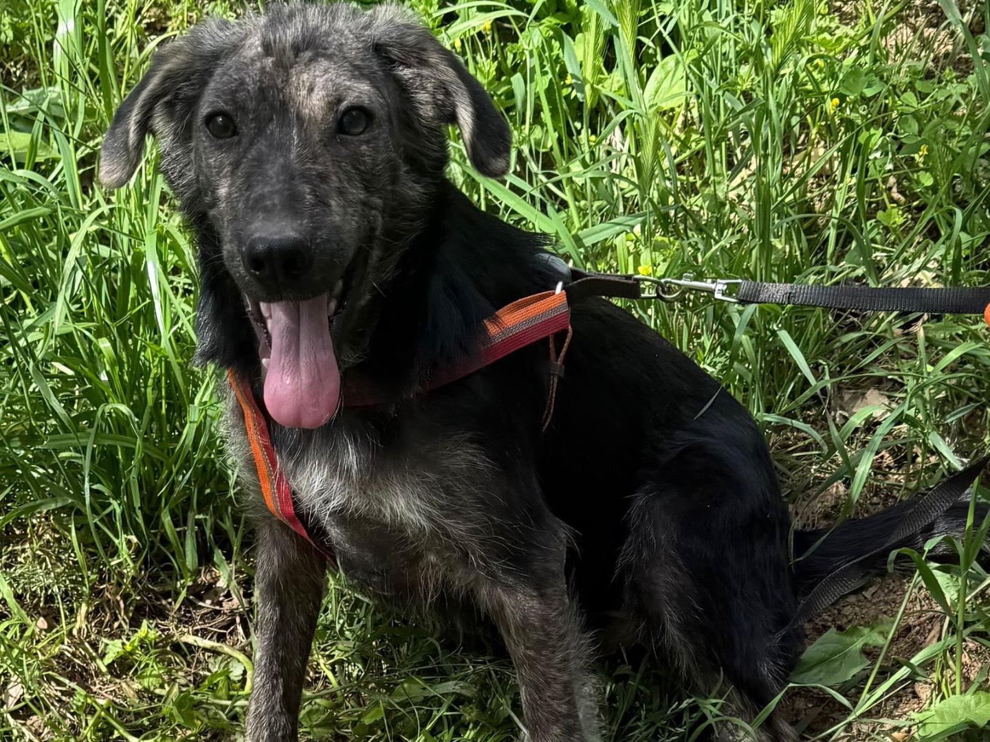 Adotta il cane Oscar a Catanzaro