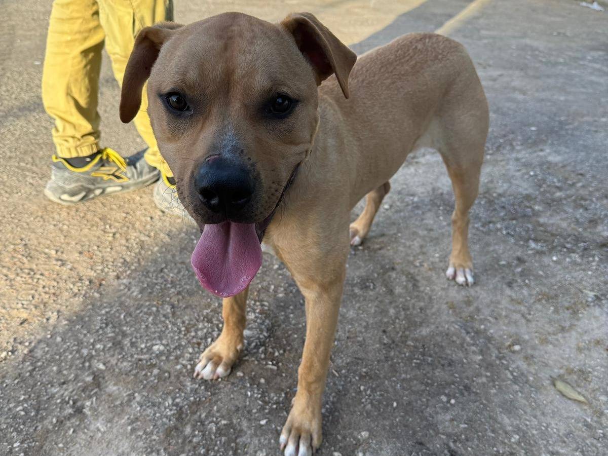 Adotta un cane, maschio, 1 anno e 2 mesi, Siracusa