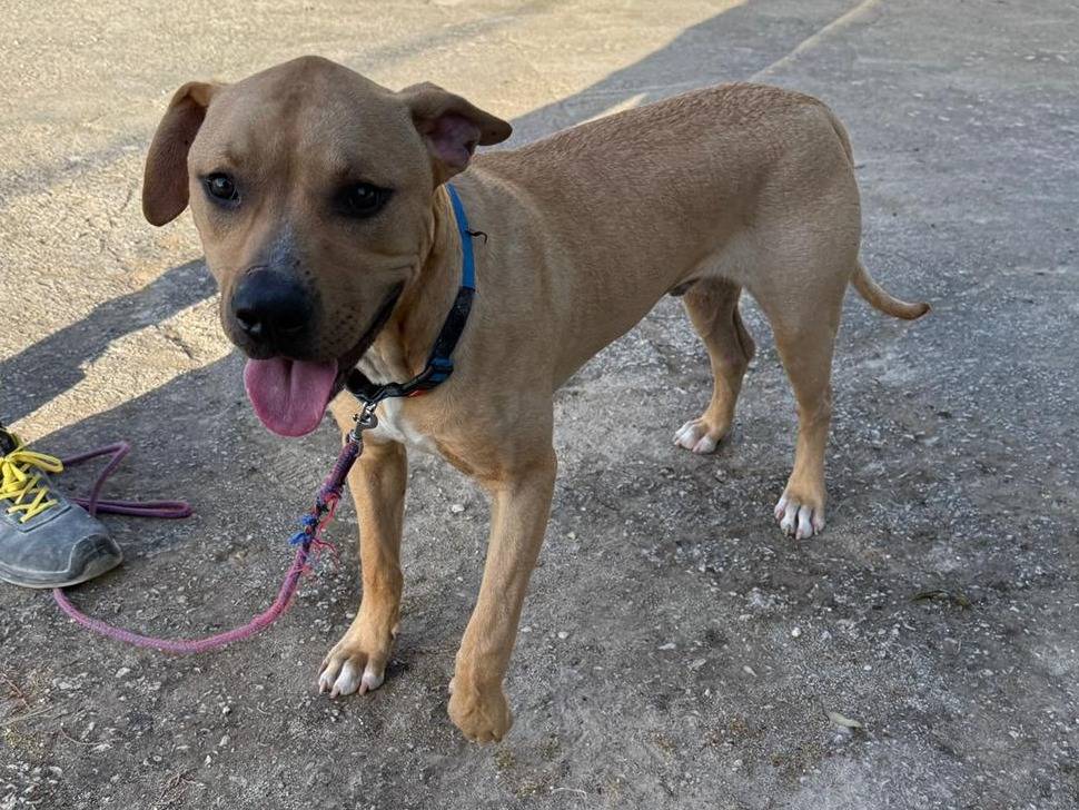 Adotta un cane, taglia media, maschio, Siracusa