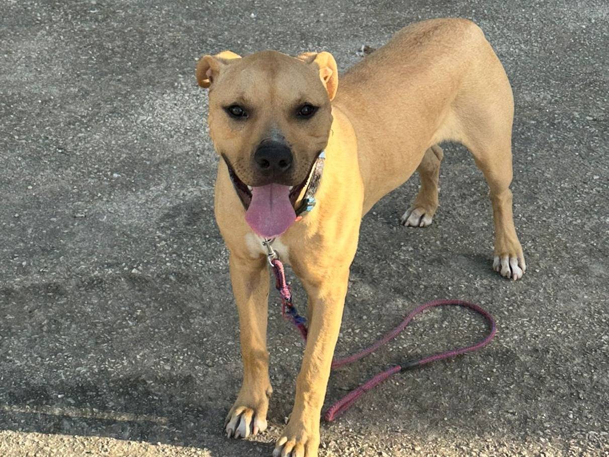 Vuoi adottare un cane a Siracusa?