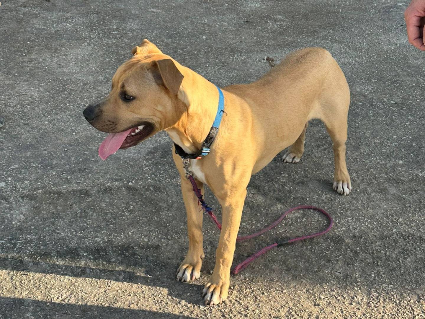 Adotta il cane Juri a Siracusa