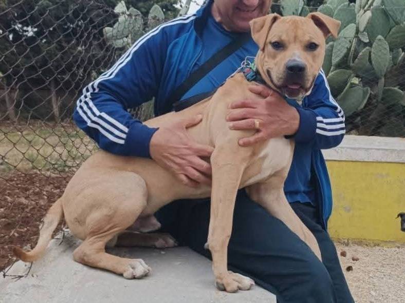 Adozione cane, maschio, Razza sconosciuta Razza sconosciuta, 1 anno e 2 mesi, taglia media, Siracusa