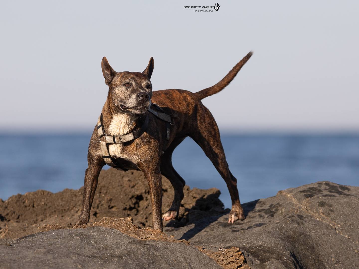 Adozione cane, femmina, Pitbull Razza sconosciuta, 9 anni e 4 mesi, taglia media, Trapani