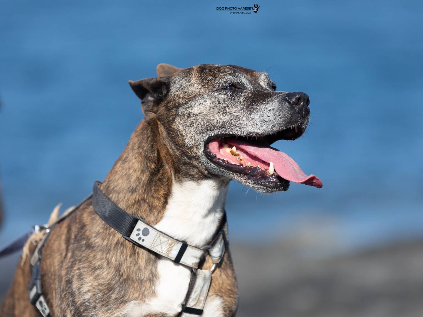 Adotta un cane, femmina, 9 anni e 4 mesi, Trapani