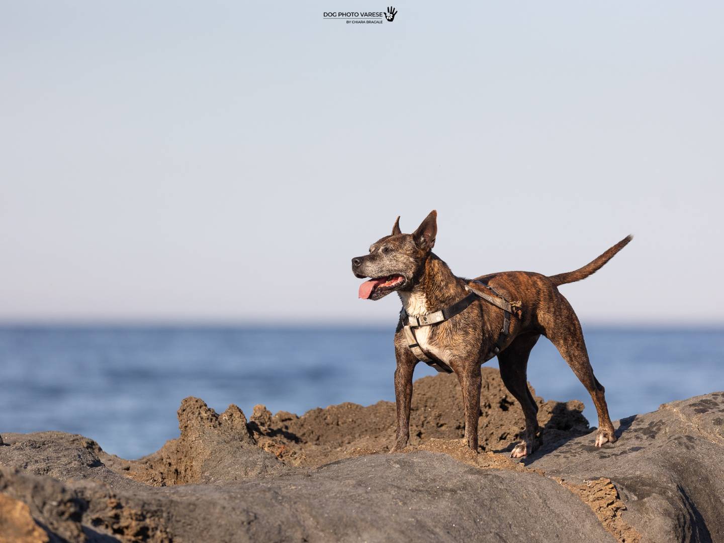 Adotta un cane, taglia media, femmina, Trapani
