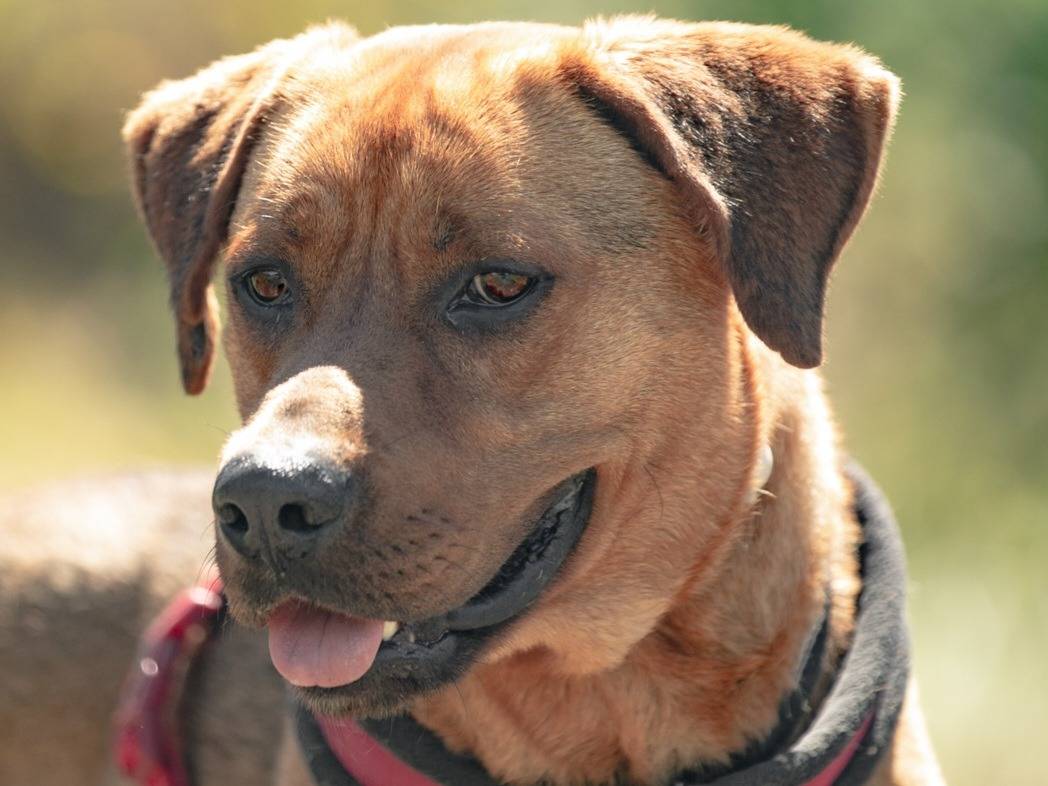 Adozione cane, maschio, Razza sconosciuta Razza sconosciuta, 5 anni e 4 mesi, taglia grande, Trapani