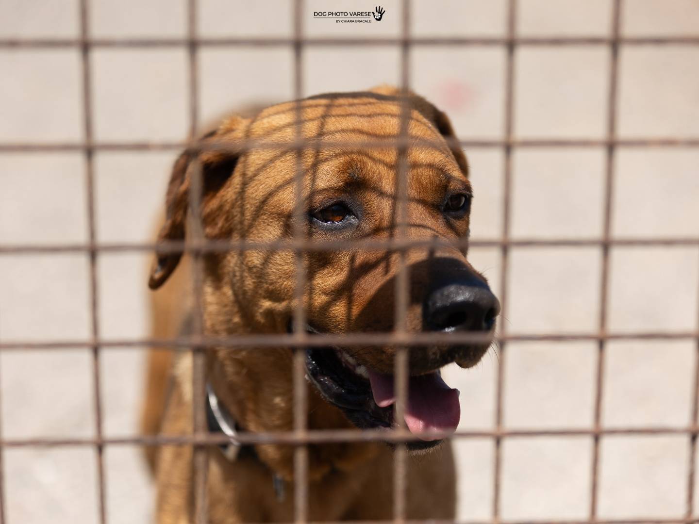 Adotta un cane, maschio, 5 anni e 4 mesi, Trapani