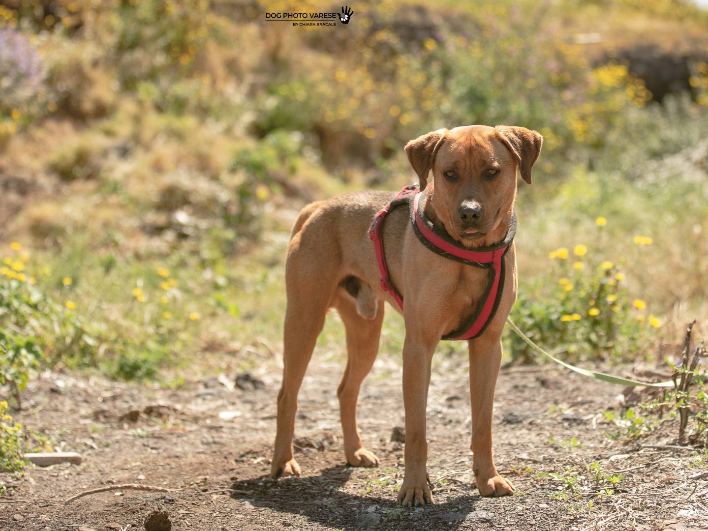 Adotta un cane, taglia grande, maschio, Trapani