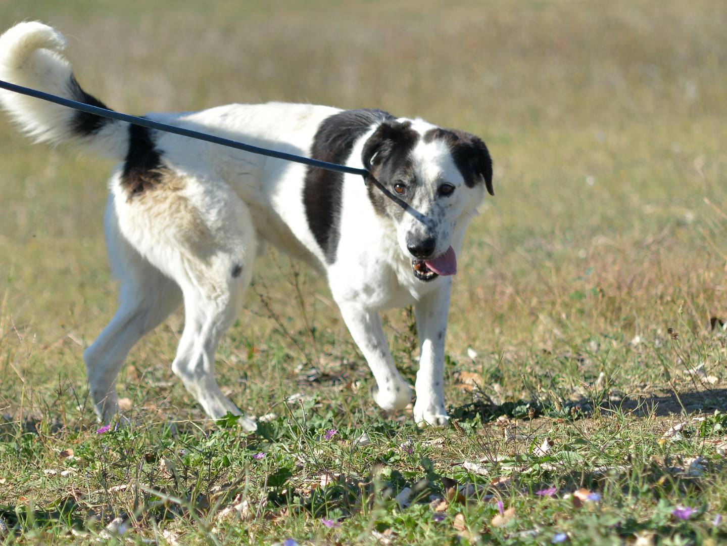 Adozione cane, maschio, Razza sconosciuta Razza sconosciuta, 9 anni e 4 mesi, taglia grande, Roma