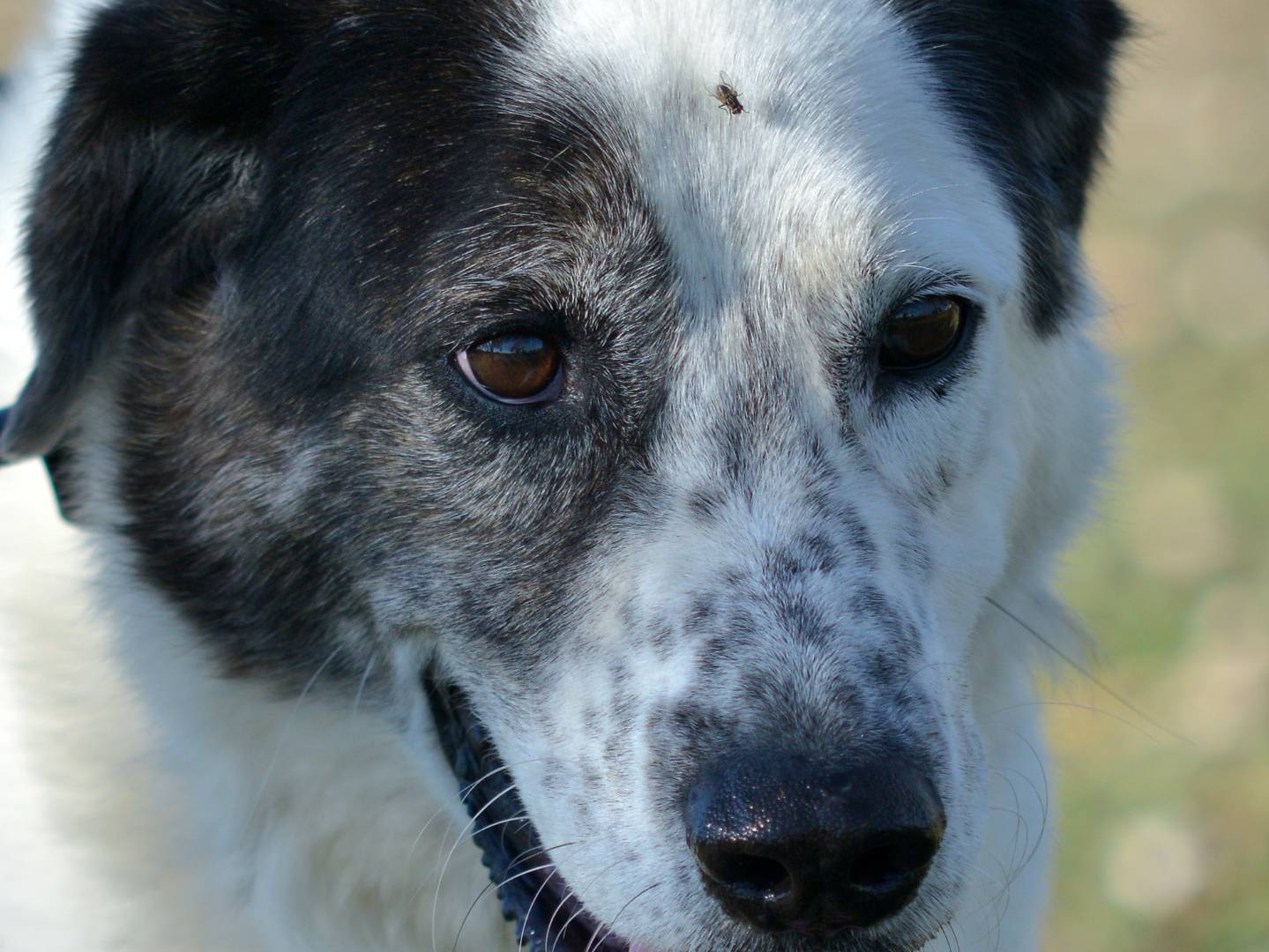 Adotta un cane, maschio, 9 anni e 4 mesi, Roma