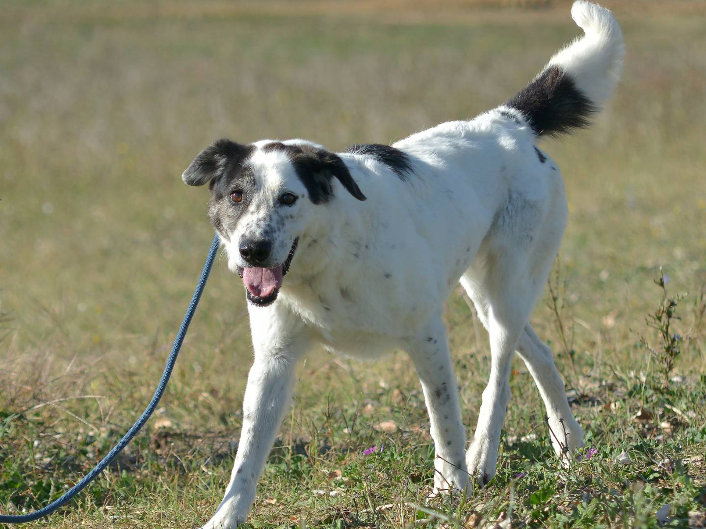 Vuoi adottare un cane a Roma?