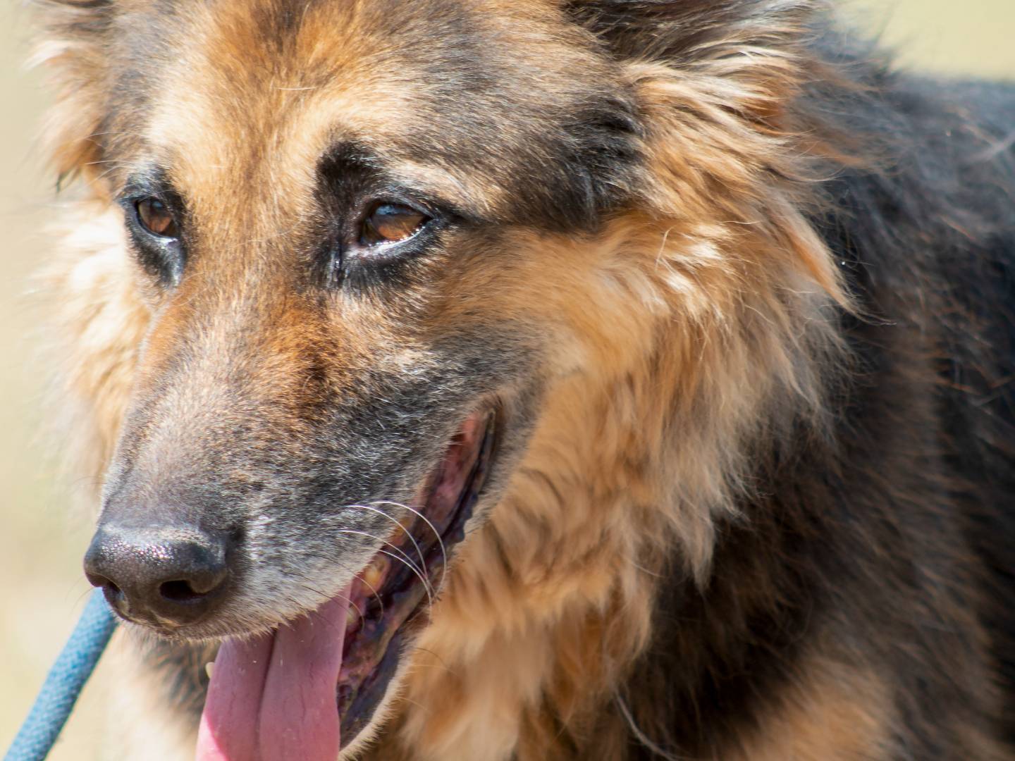 Adozione cane, maschio, Pastore tedesco Razza sconosciuta, 8 anni e 11 mesi, taglia media, Roma