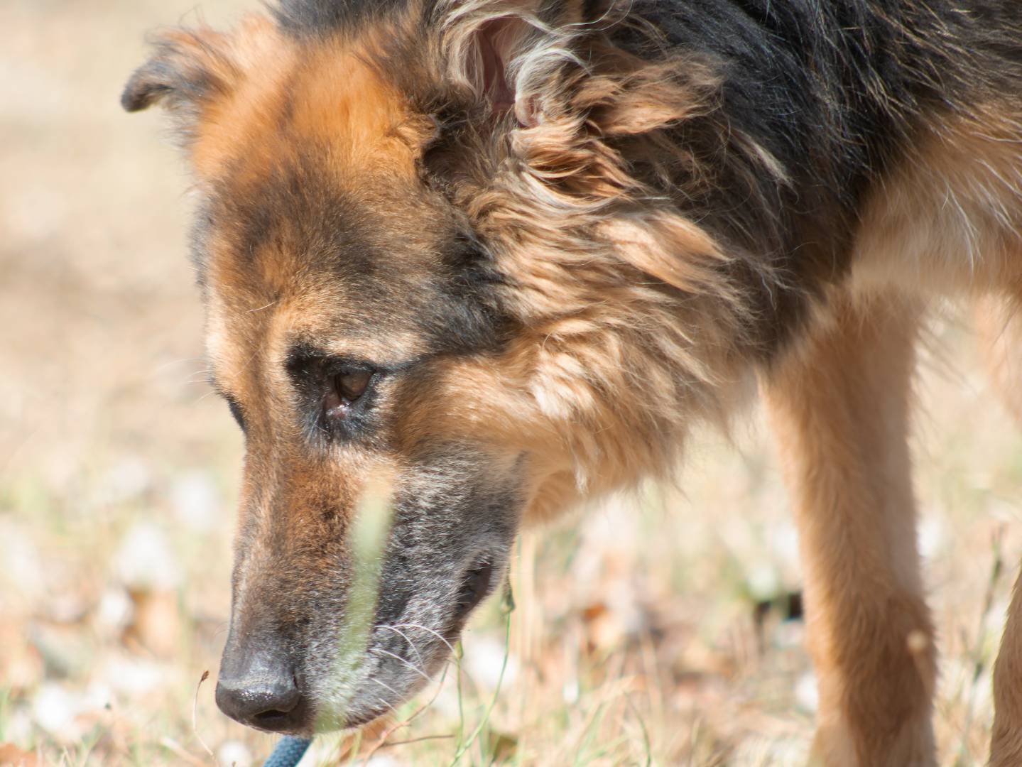 Adotta un cane, taglia media, maschio, Roma