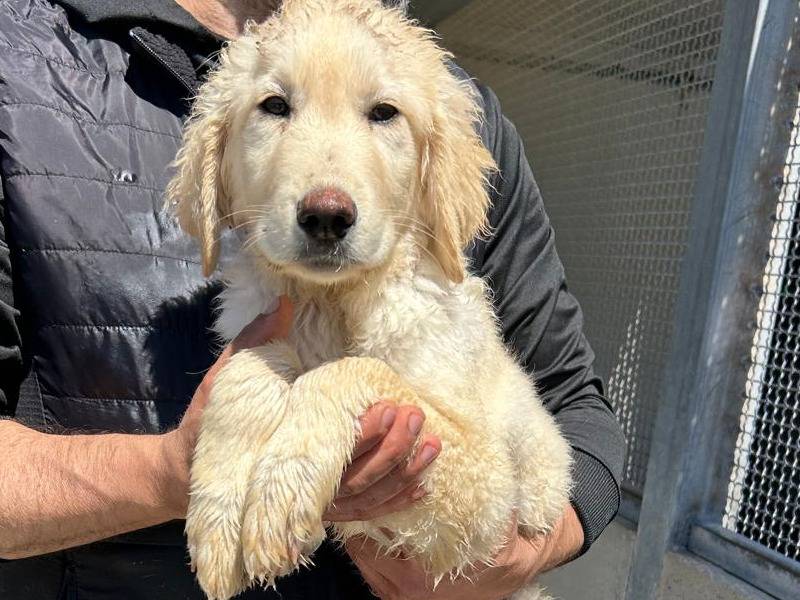 Adozione cane, maschio, Razza sconosciuta Razza sconosciuta, 4 mesi, taglia media, Trapani