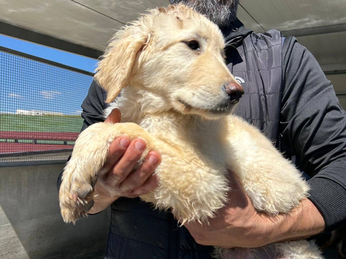 Adotta un cane, taglia media, maschio, Trapani