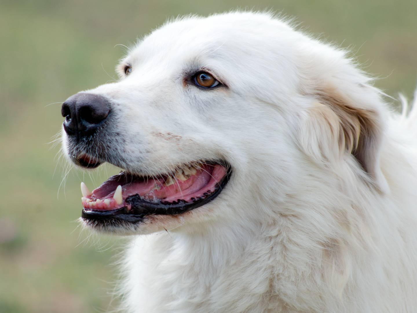 Adozione cane, maschio, Pastore maremmano Razza sconosciuta, 6 anni e 7 mesi, taglia grande, Roma