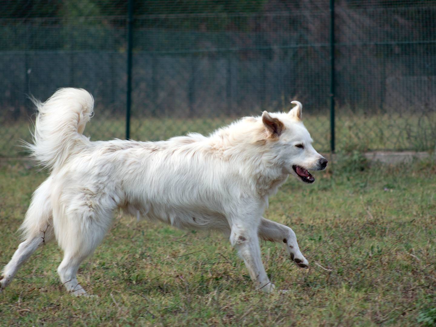 Adotta un cane, maschio, 6 anni e 7 mesi, Roma