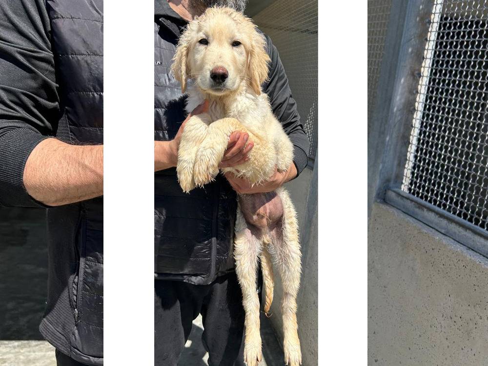 Vuoi adottare un cane a Trapani?