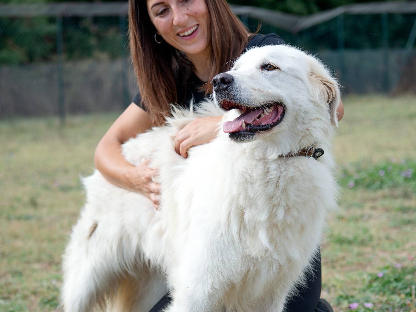 Adotta un cane, taglia grande, maschio, Roma