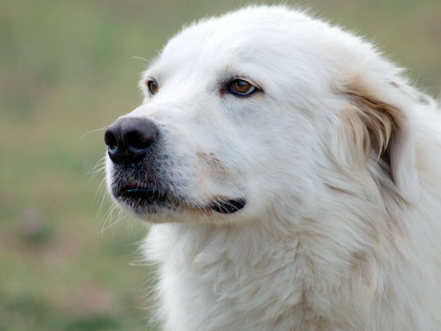 Vuoi adottare un cane a Roma?