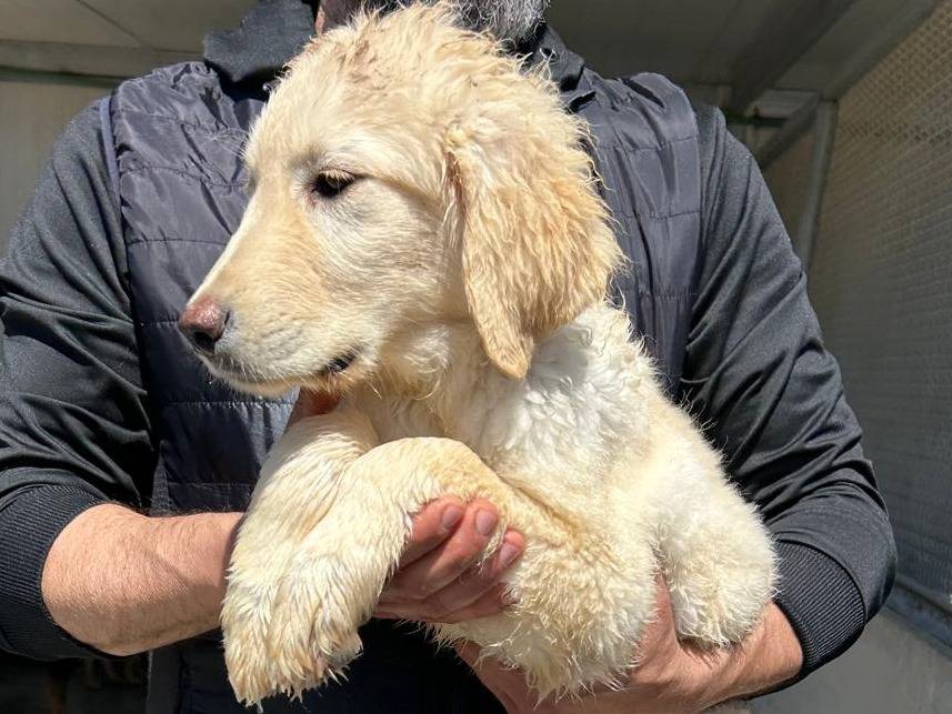 Adotta il cane Teddy a Trapani