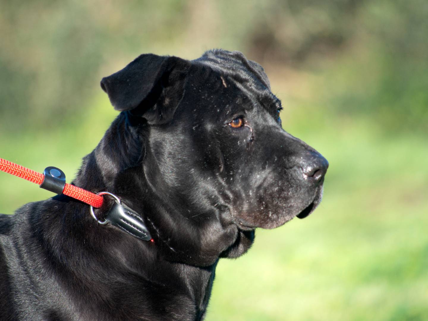 Adozione cane, femmina, Corso Razza sconosciuta, 8 anni, taglia media, Roma