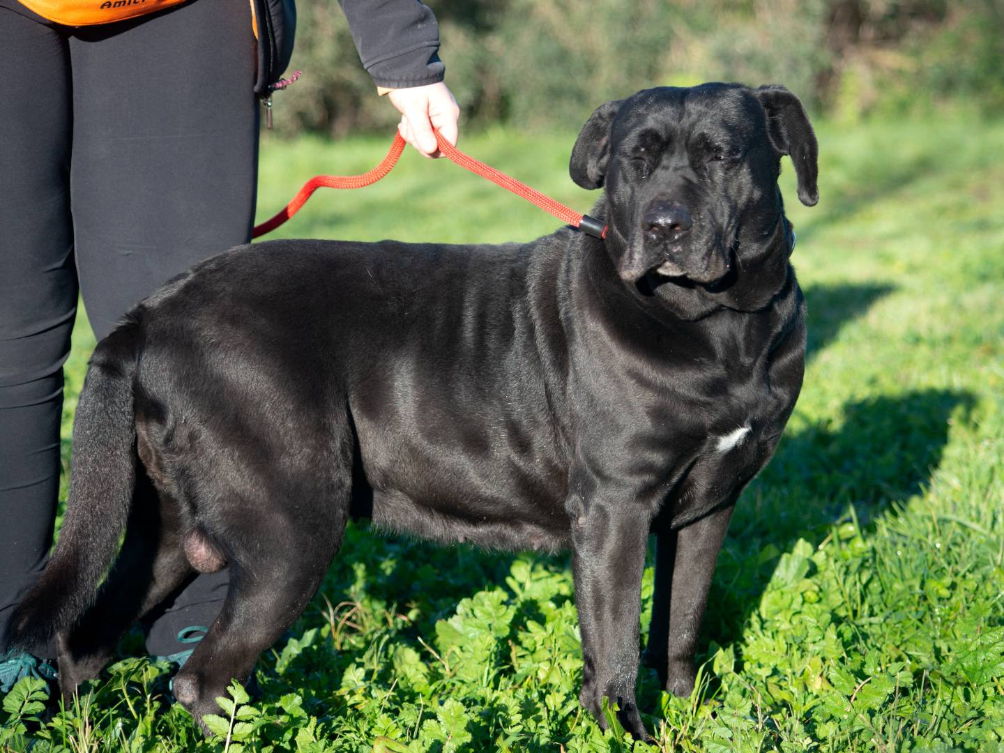 Adotta un cane, femmina, 8 anni, Roma