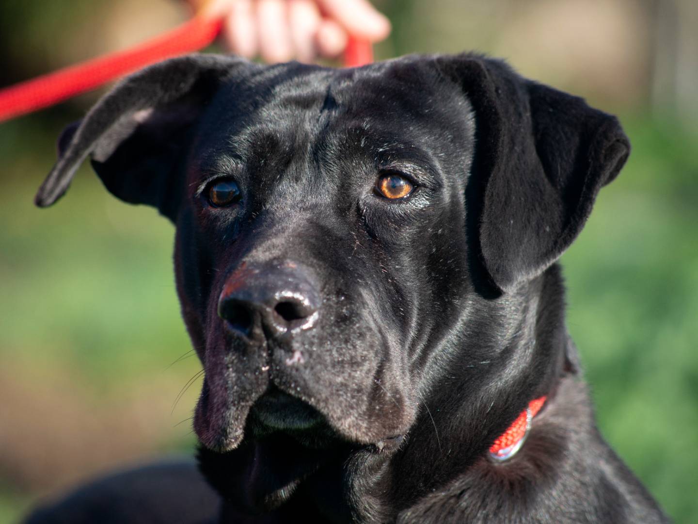 Adotta un cane, taglia media, femmina, Roma