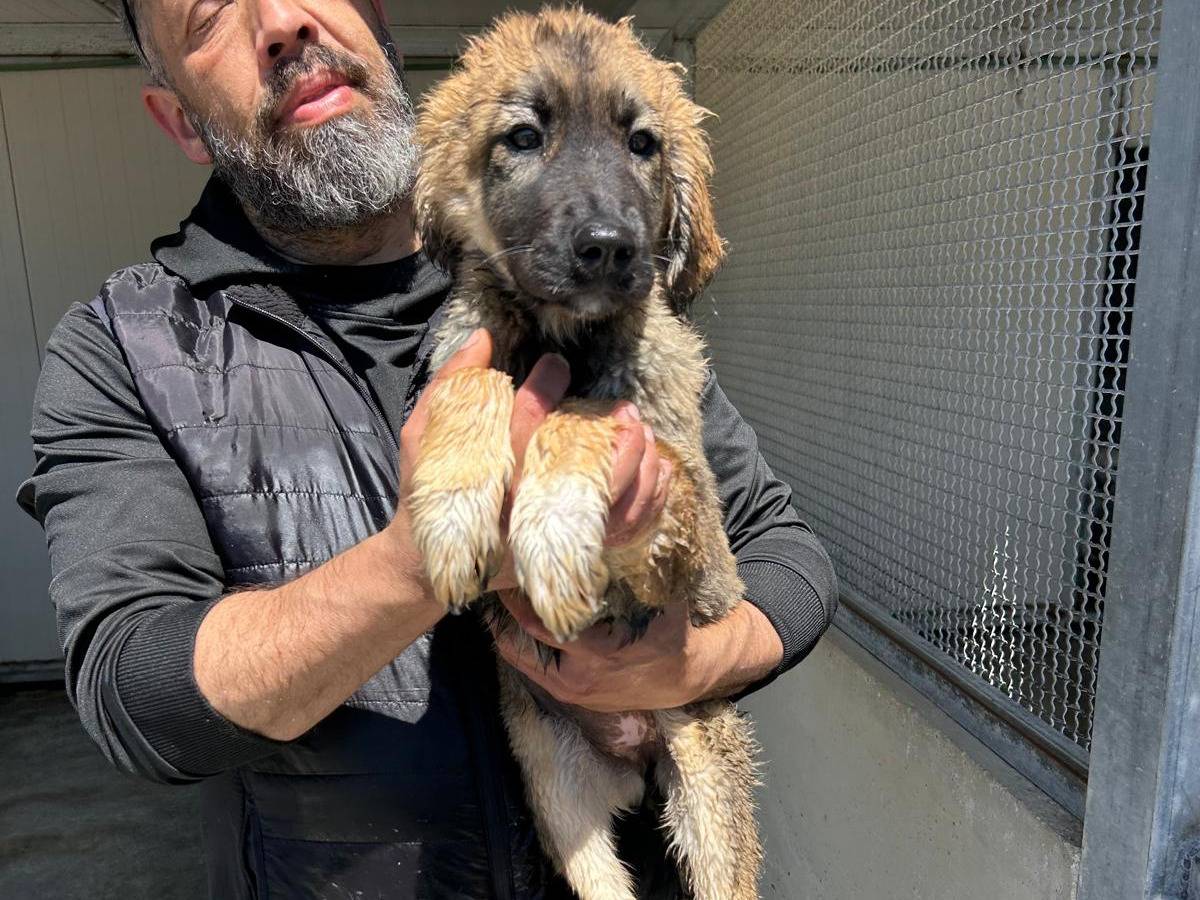 Adozione cane, femmina, Razza sconosciuta Razza sconosciuta, 4 mesi, taglia media, Trapani