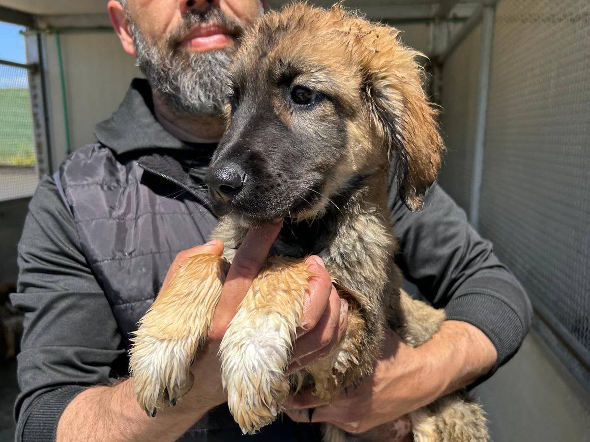Adotta un cane, femmina, 4 mesi, Trapani