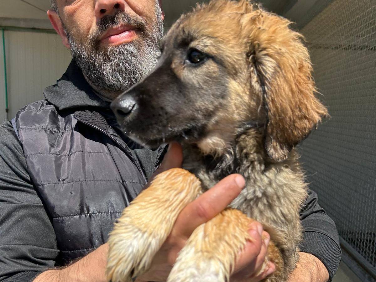 Adotta un cane, taglia media, femmina, Trapani