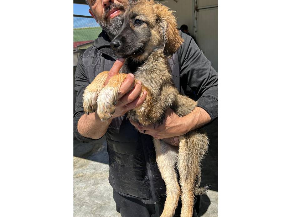 Adotta il cane Tea a Trapani
