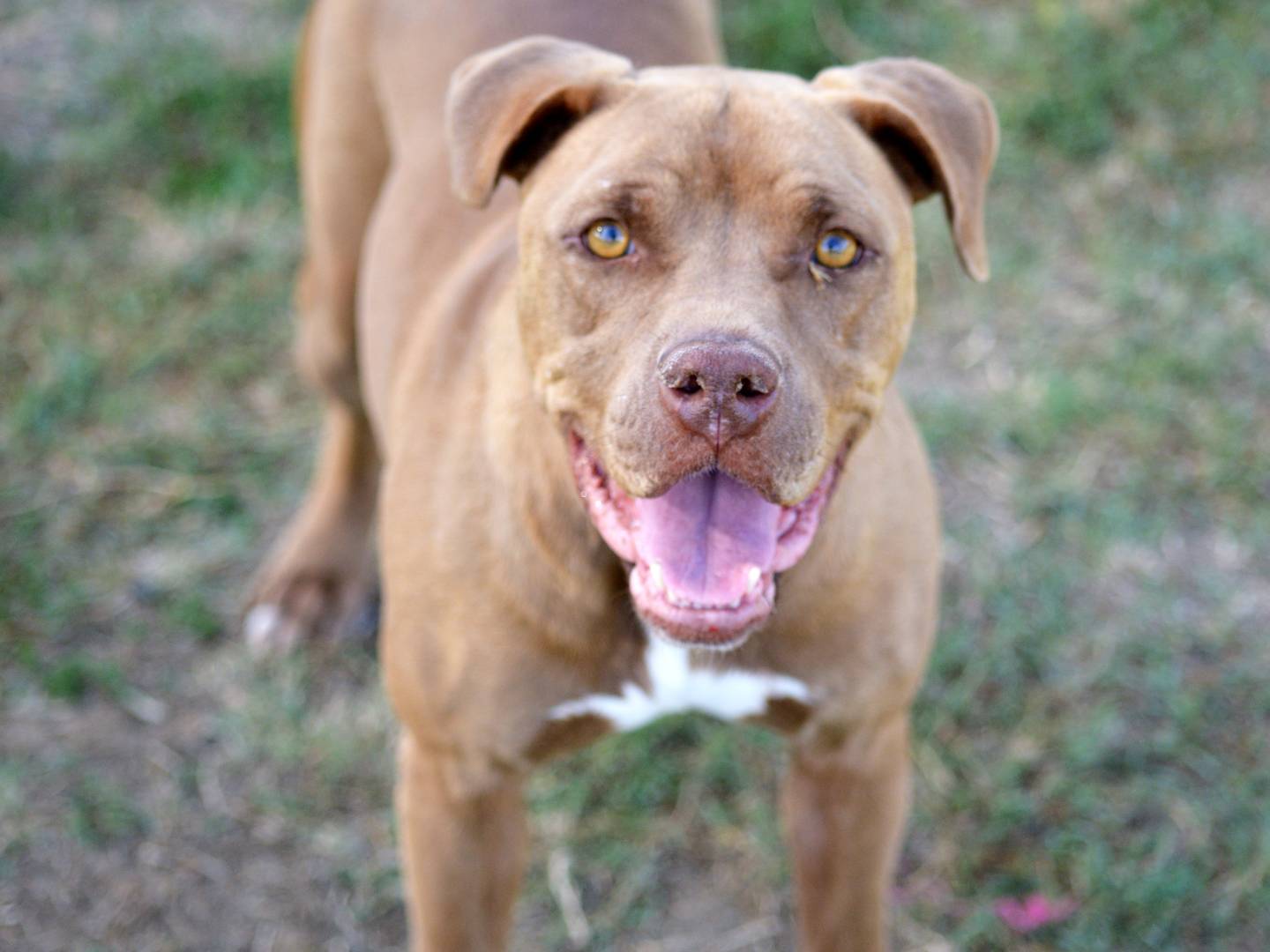 Adozione cane, maschio, Pitbull Razza sconosciuta, 3 anni e 10 mesi, taglia media, Roma