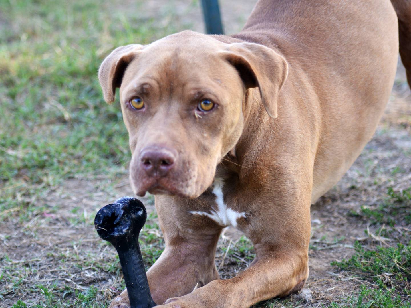 Adotta un cane, maschio, 3 anni e 10 mesi, Roma
