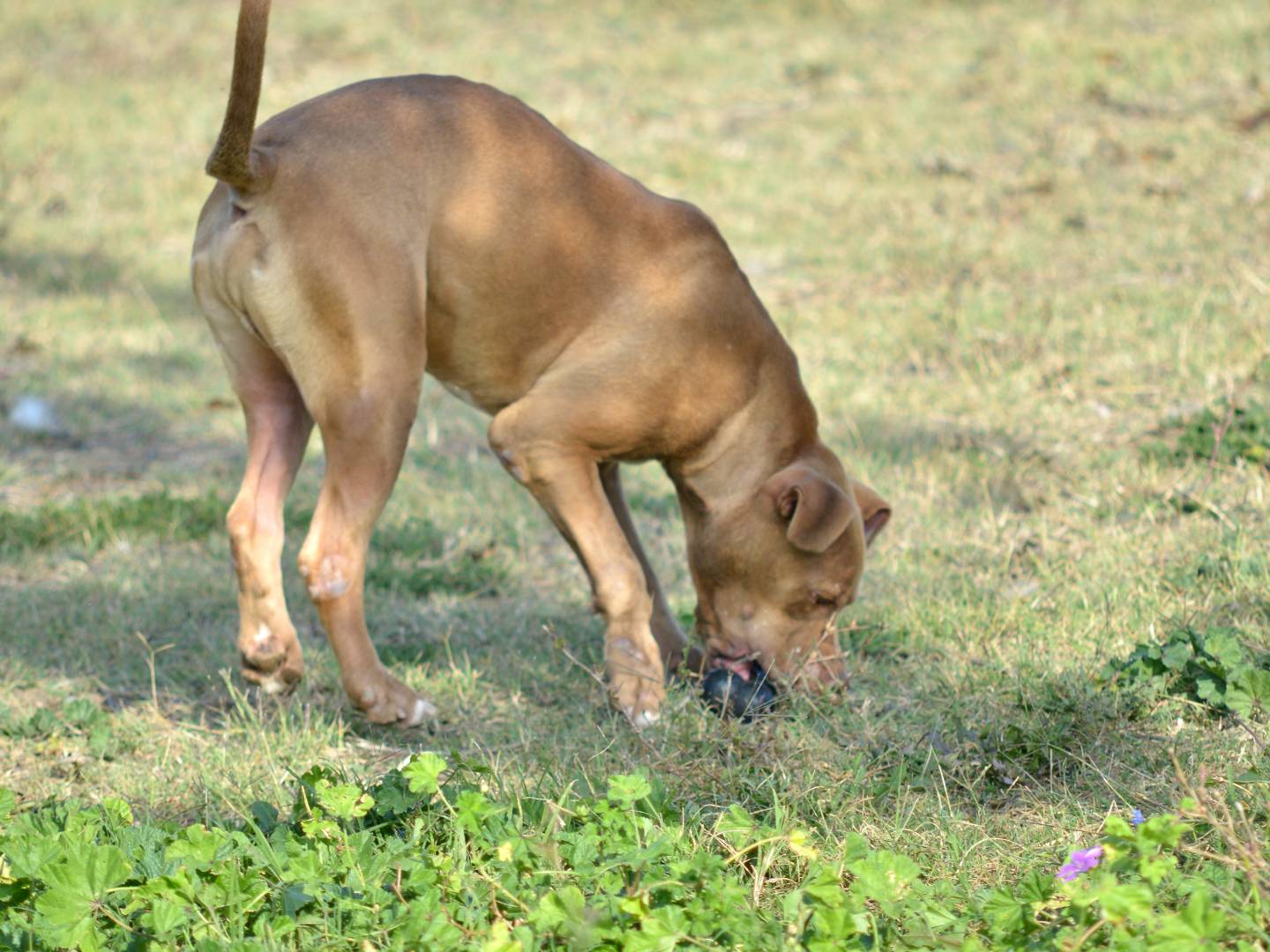 Adotta un cane, taglia media, maschio, Roma
