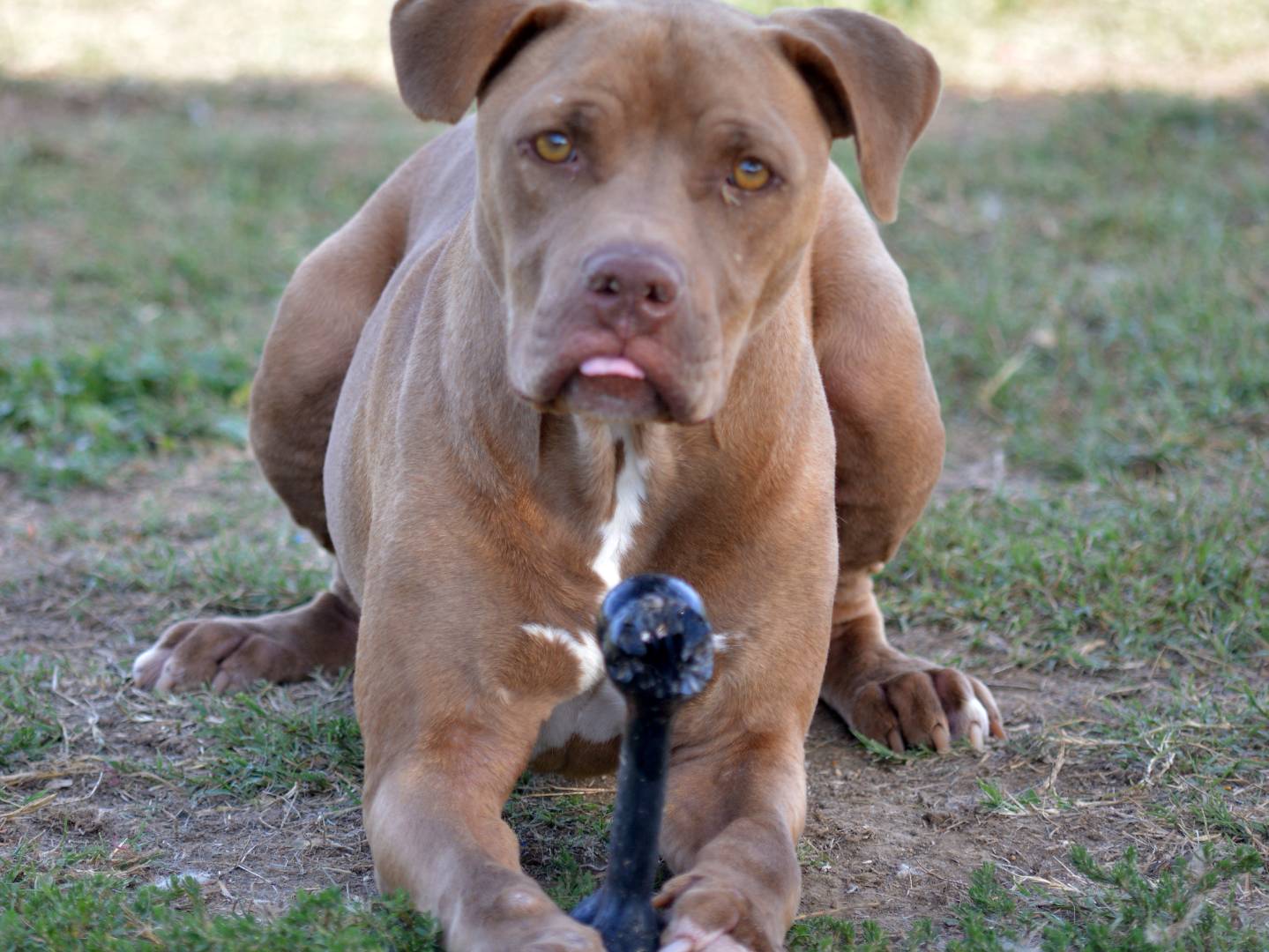 Vuoi adottare un cane a Roma?
