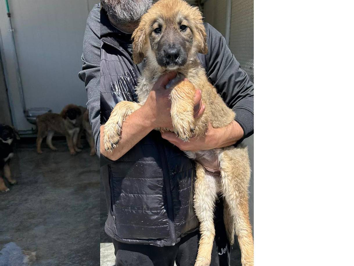 Adotta un cane, femmina, 4 mesi, Trapani