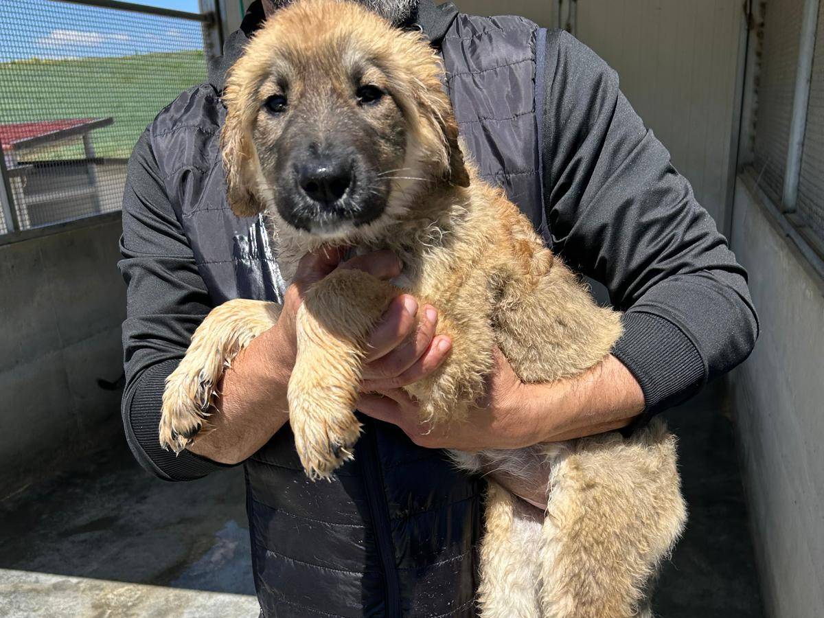 Adotta un cane, taglia media, femmina, Trapani