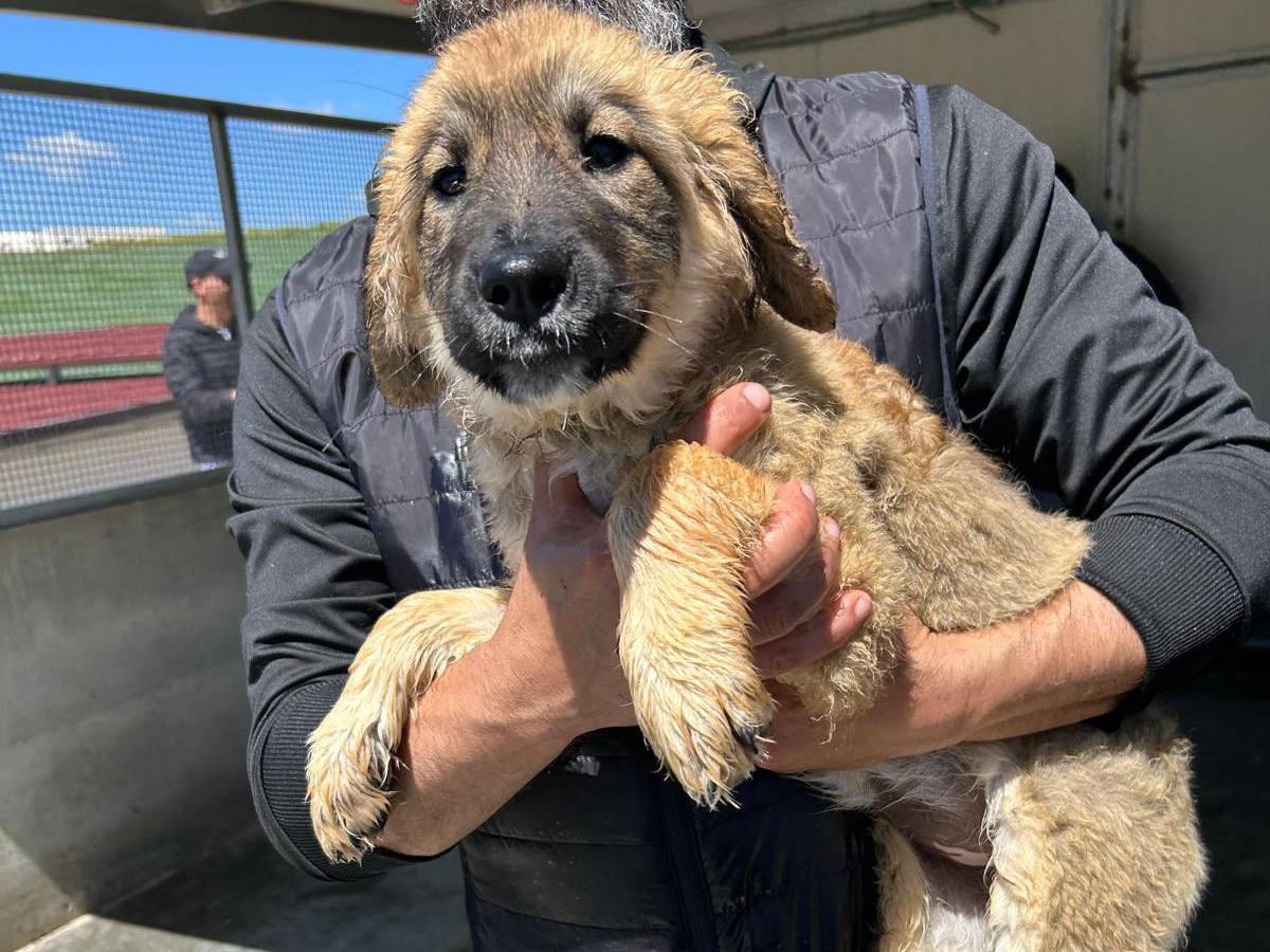 Vuoi adottare un cane a Trapani?