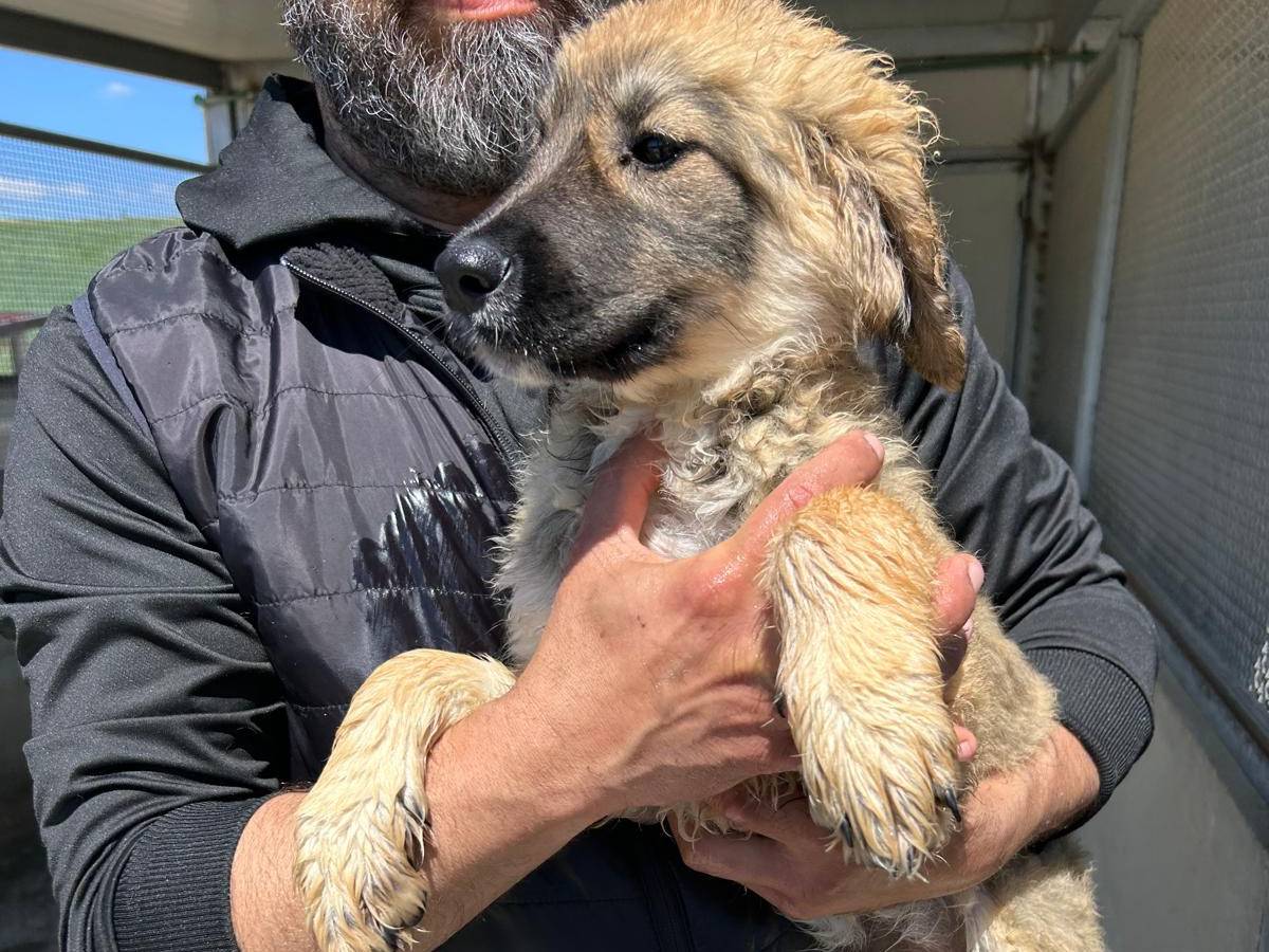 Adozione cane, femmina, Razza sconosciuta Razza sconosciuta, 4 mesi, taglia media, Trapani