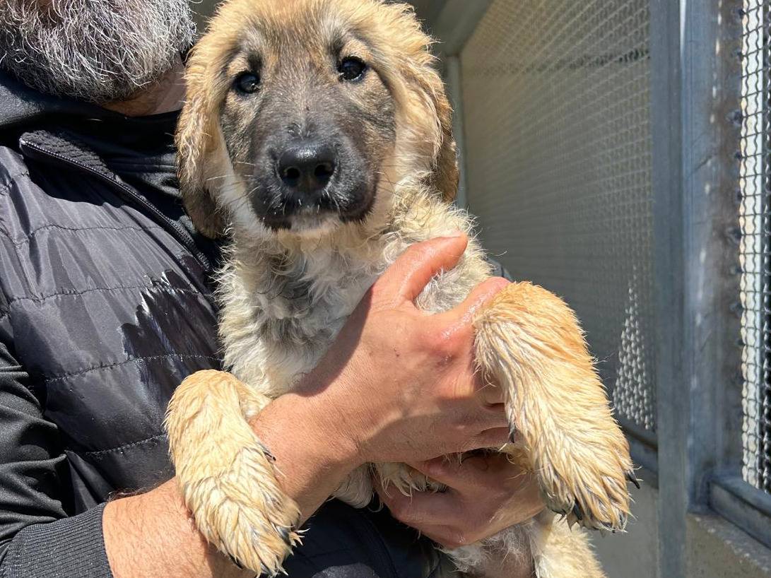 Adotta il cane Terry a Trapani
